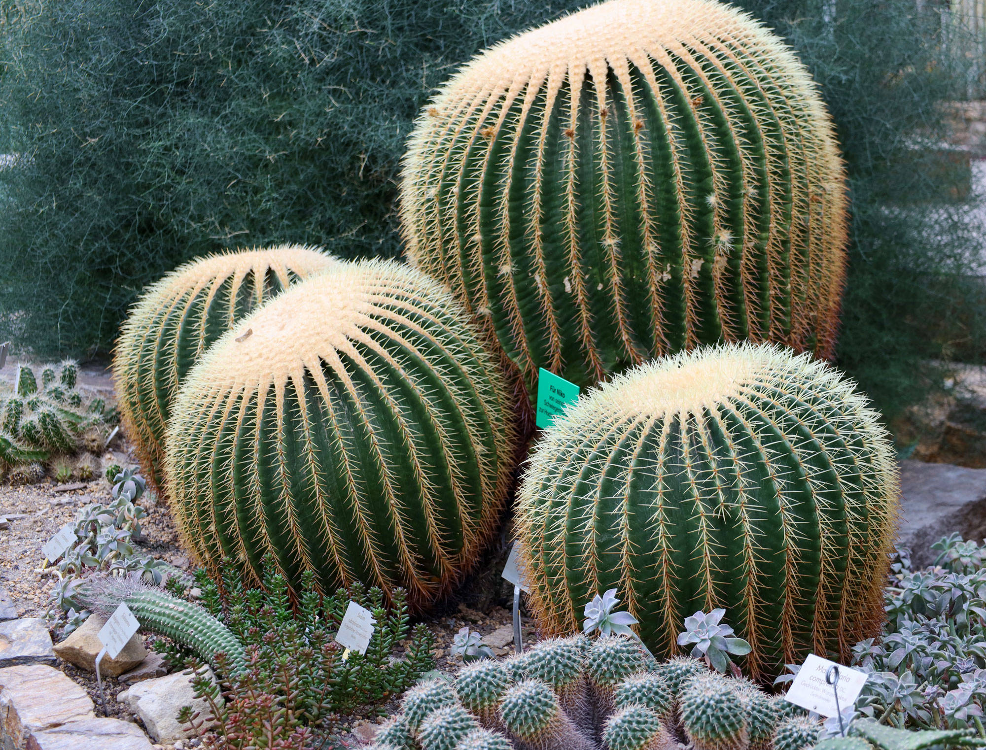 Botanischer Garten Berlin www.die4hartwigs.de