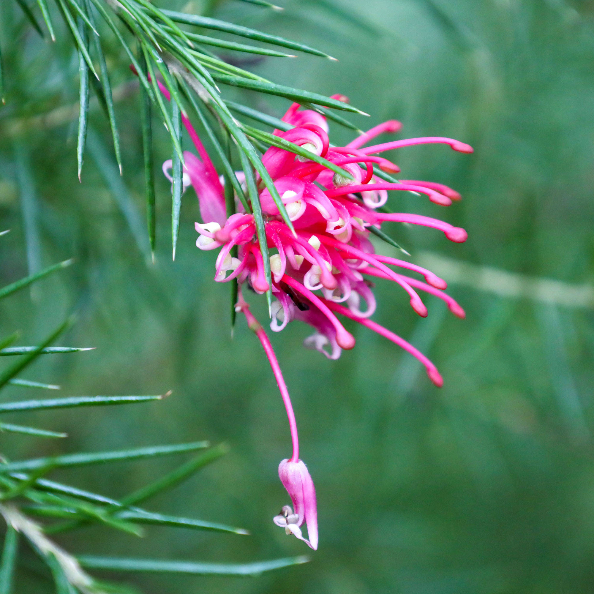 Botanischer Garten Berlin www.die4hartwigs.de