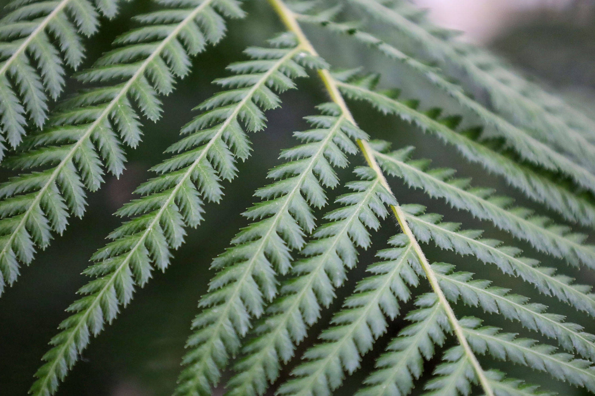 Botanischer Garten Berlin www.die4hartwigs.de