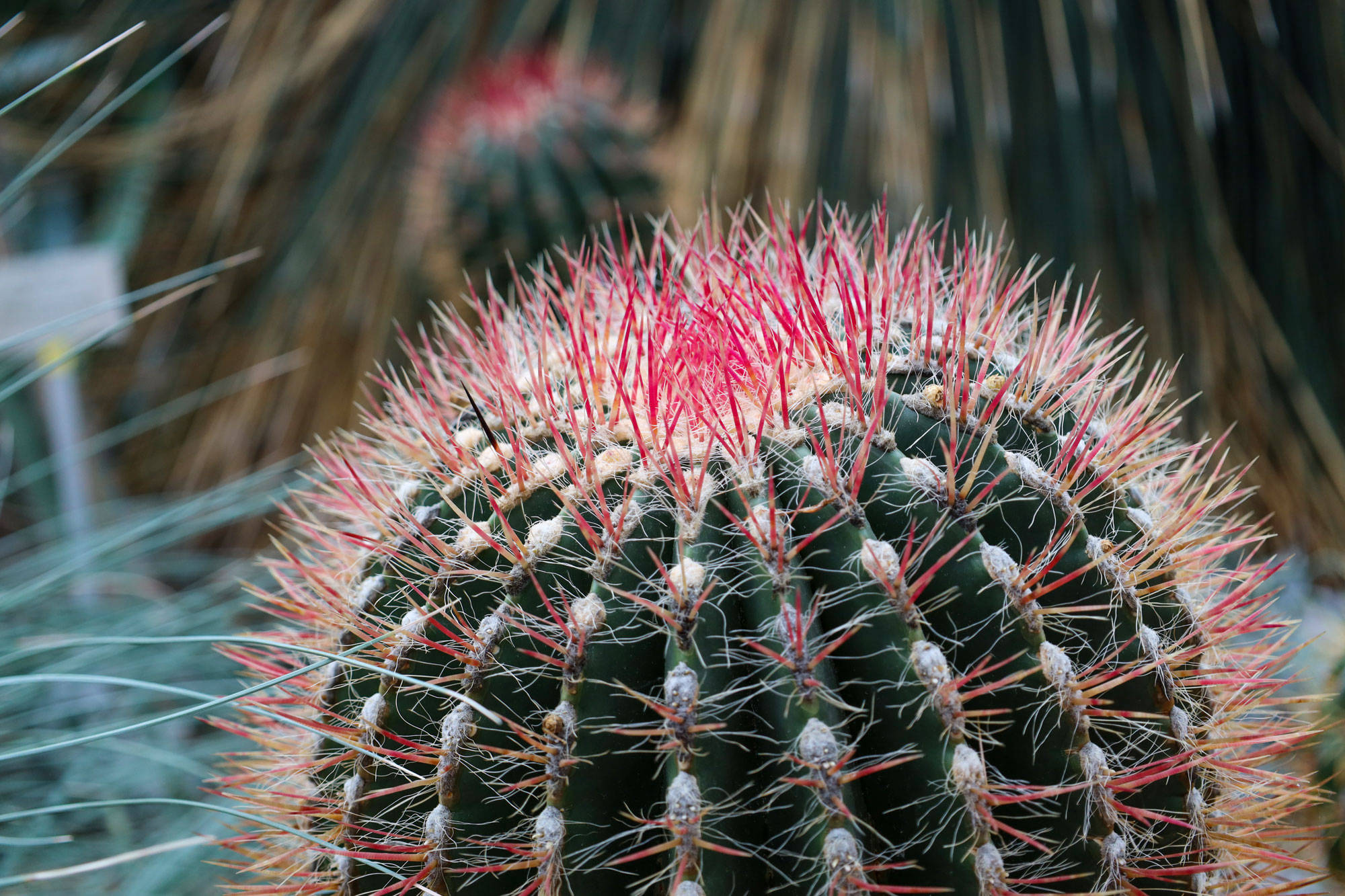 Botanischer Garten Berlin www.die4hartwigs.de