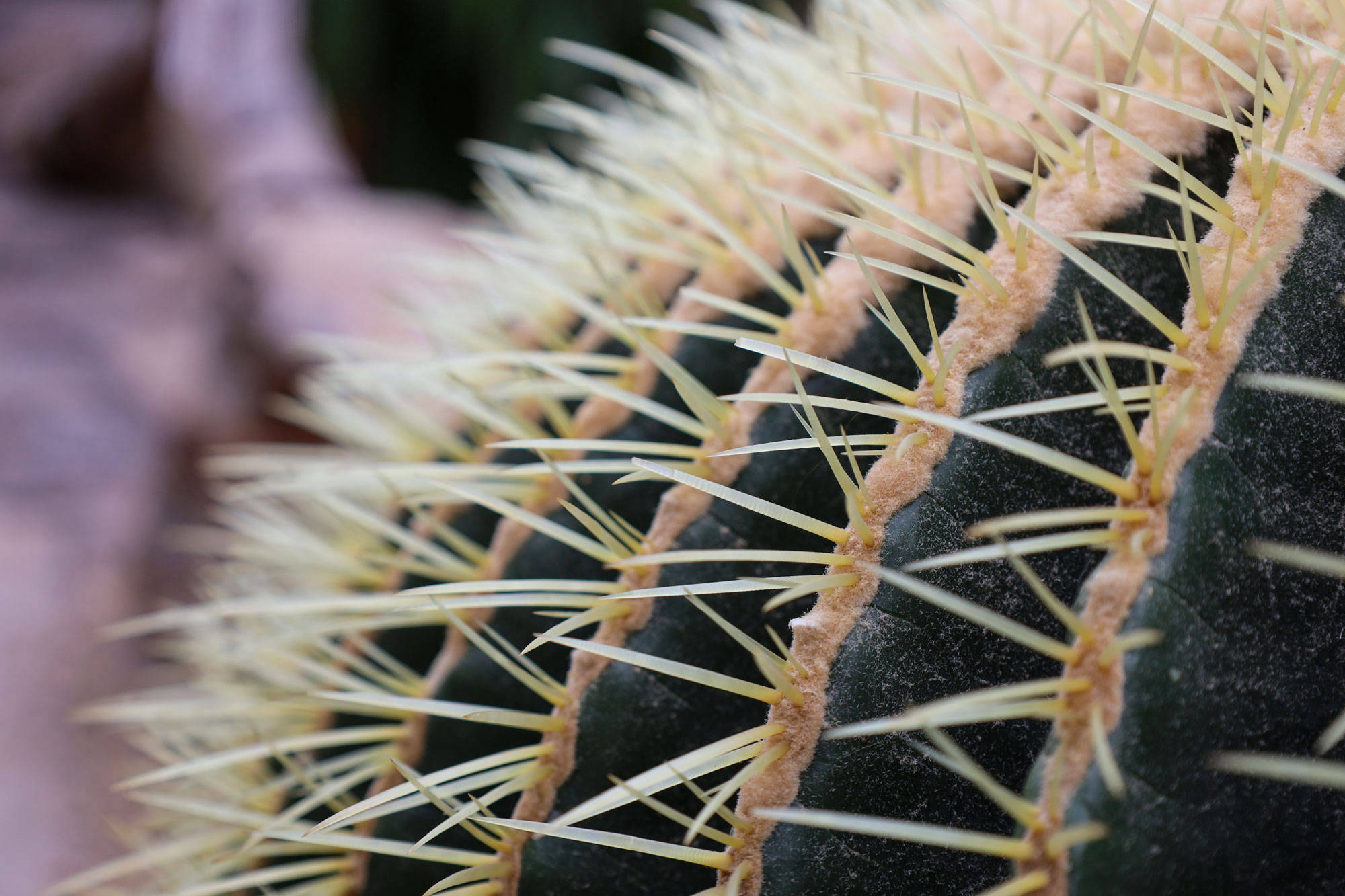 Botanischer Garten Berlin www.die4hartwigs.de