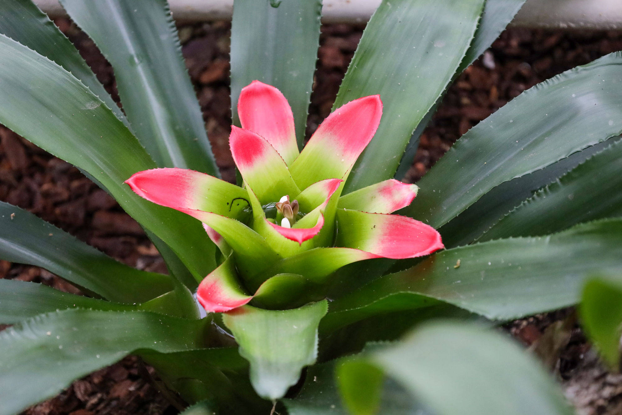 Botanischer Garten Berlin www.die4hartwigs.de