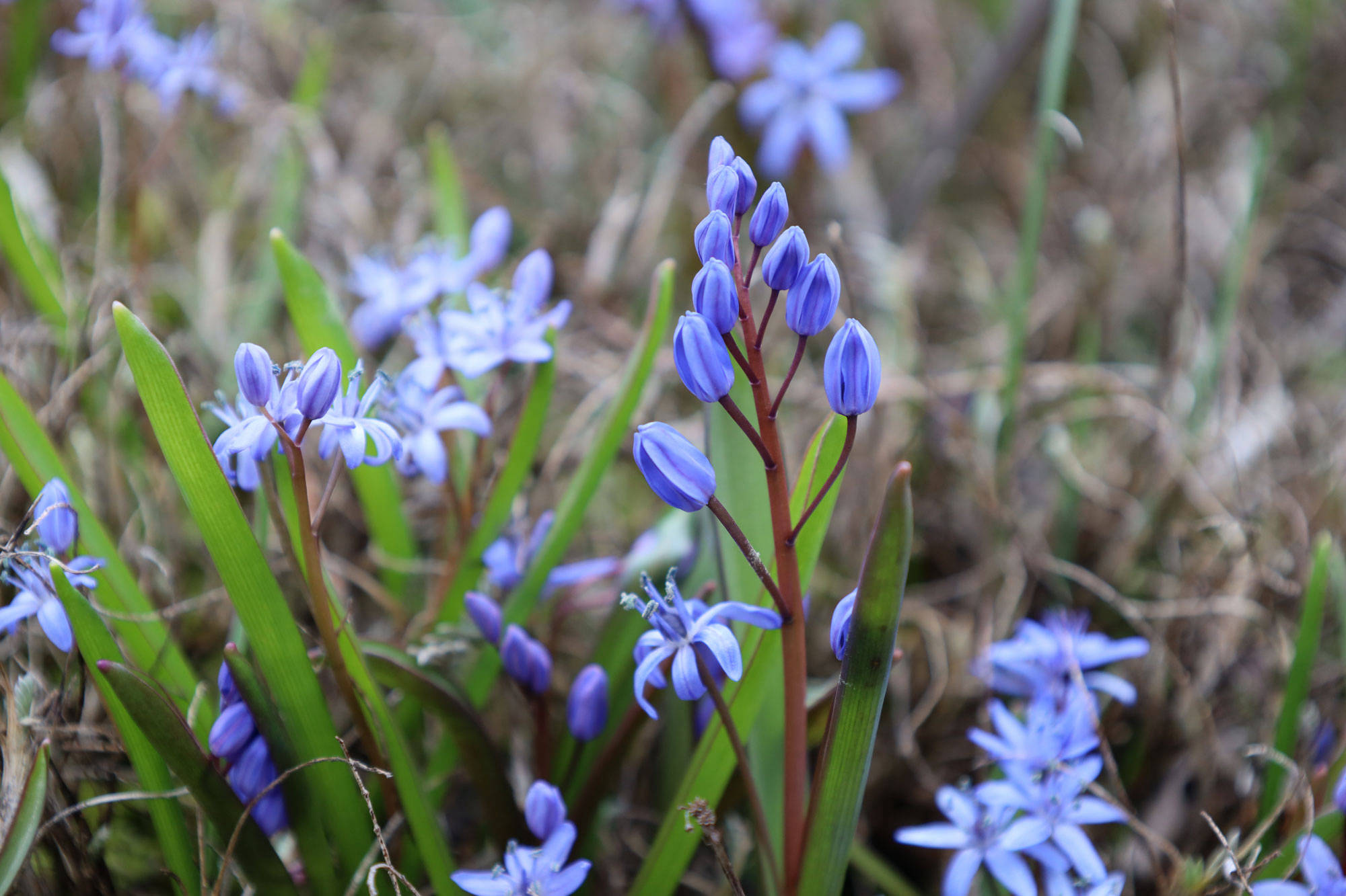 Botanischer Garten Berlin www.die4hartwigs.de