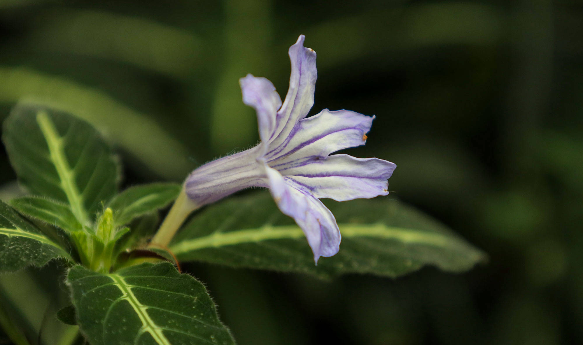 Botanischer Garten Berlin www.die4hartwigs.de