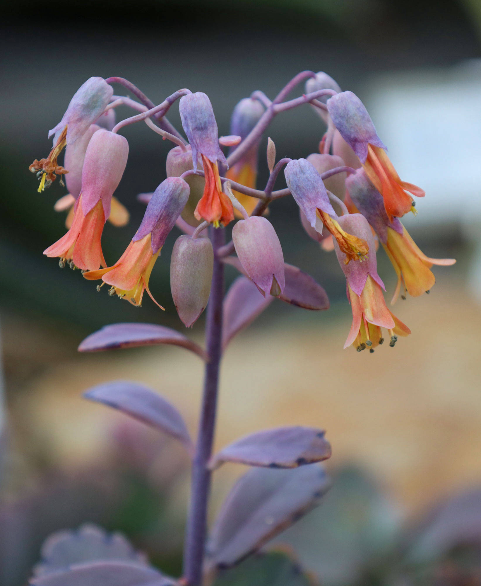 Botanischer Garten Berlin www.die4hartwigs.de