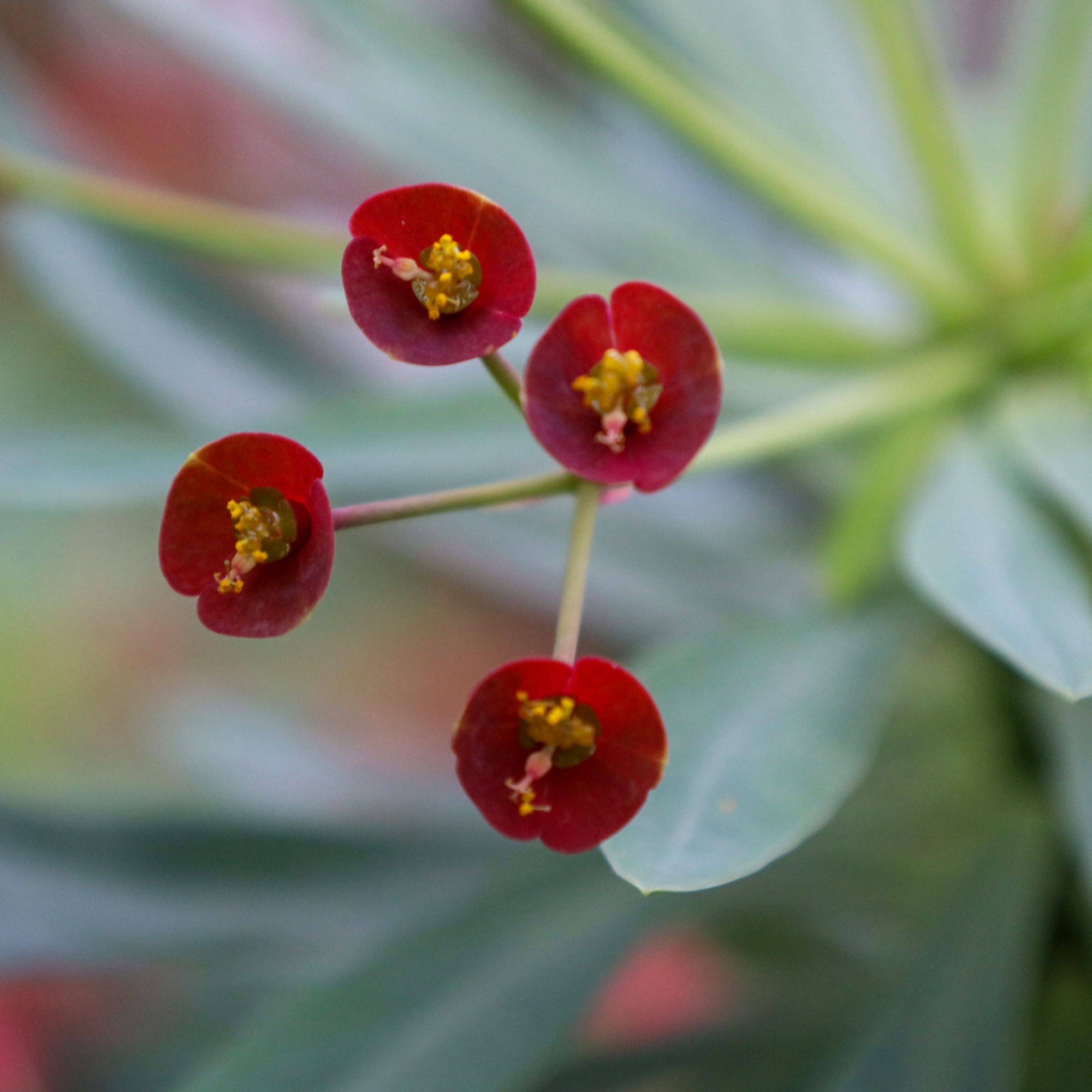Botanischer Garten Berlin www.die4hartwigs.de