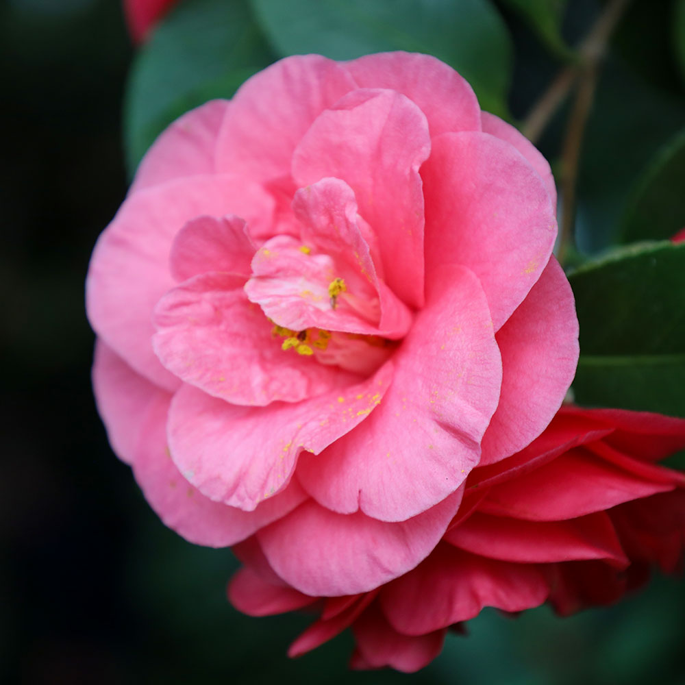 Botanischer Garten Berlin
