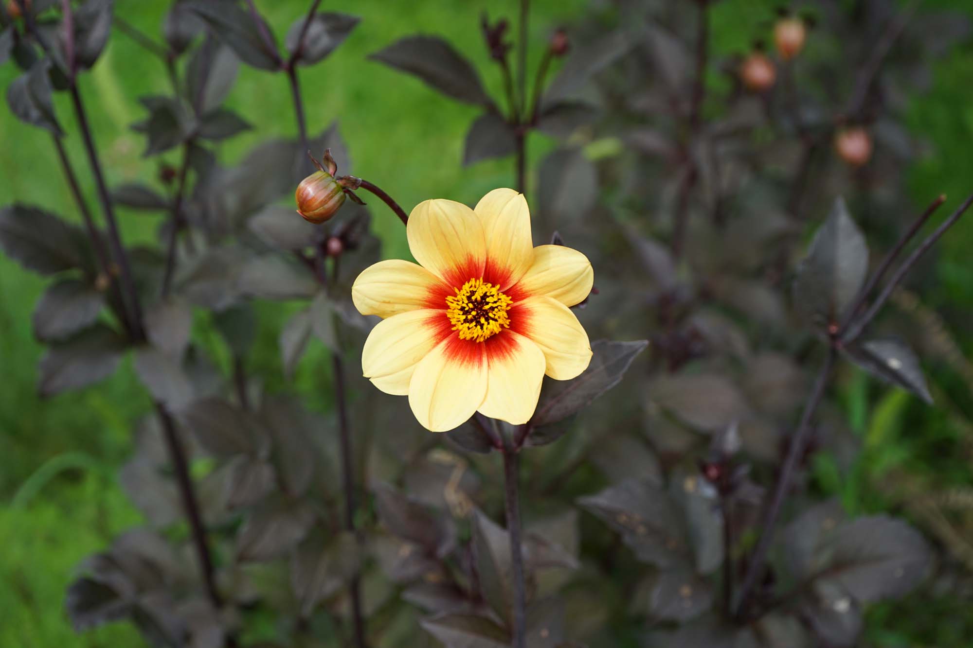 Schloss Oranienburg www.die4hartwigs.de