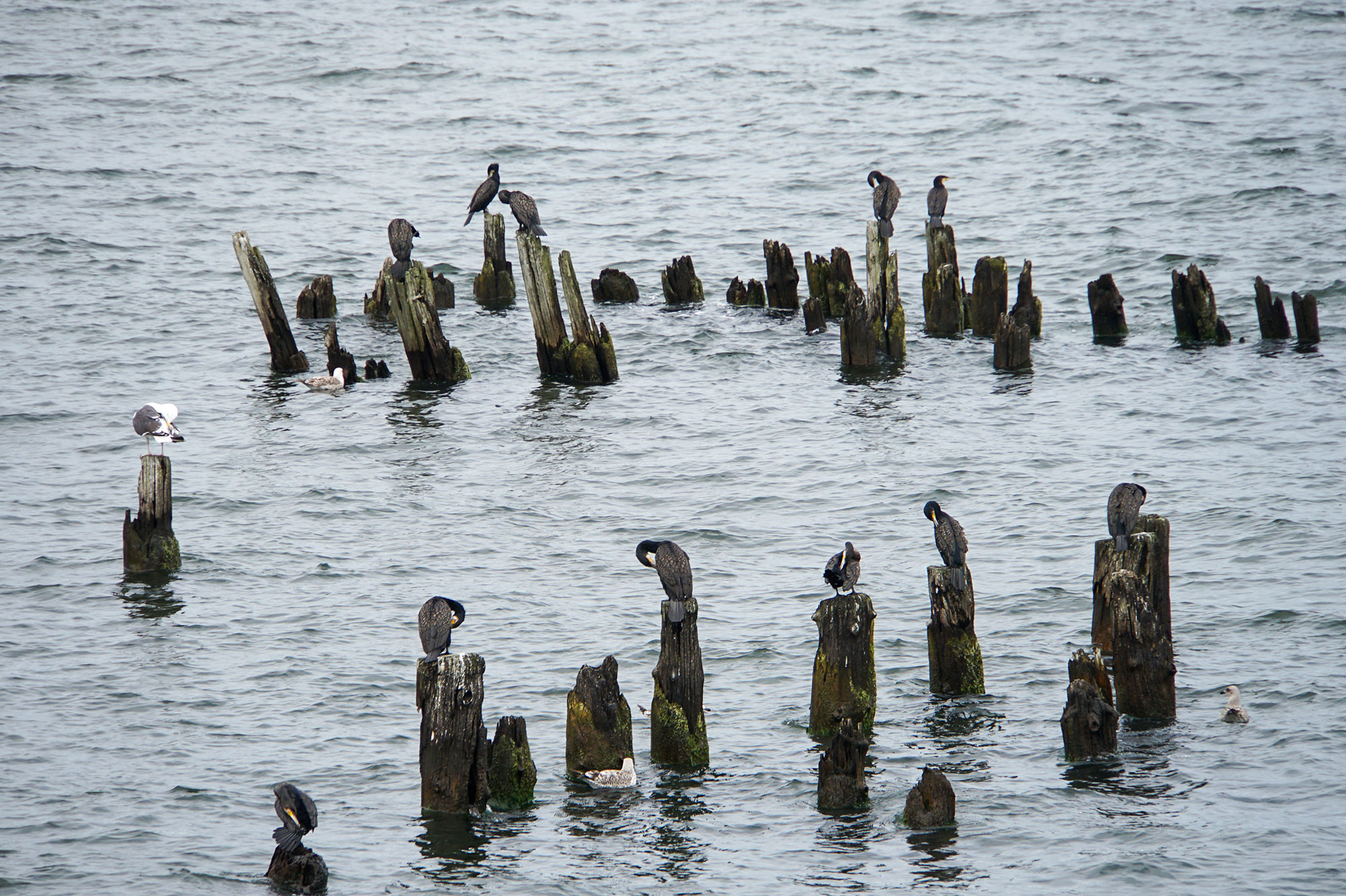 Insel Usedom www.die4hartwigs.de
