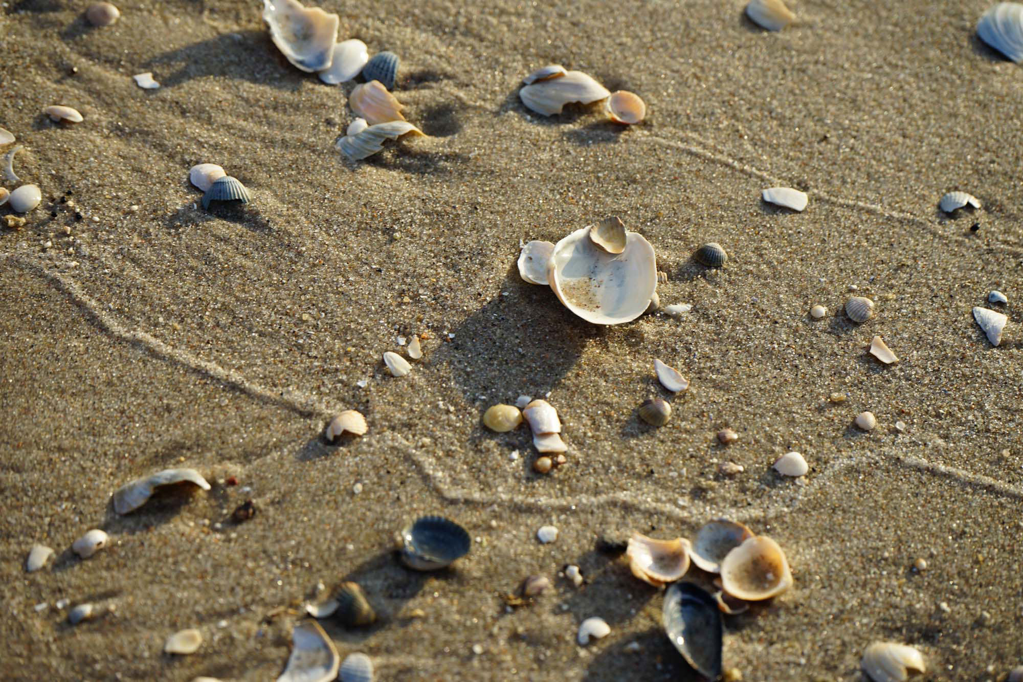 Insel Usedom www.die4hartwigs.de