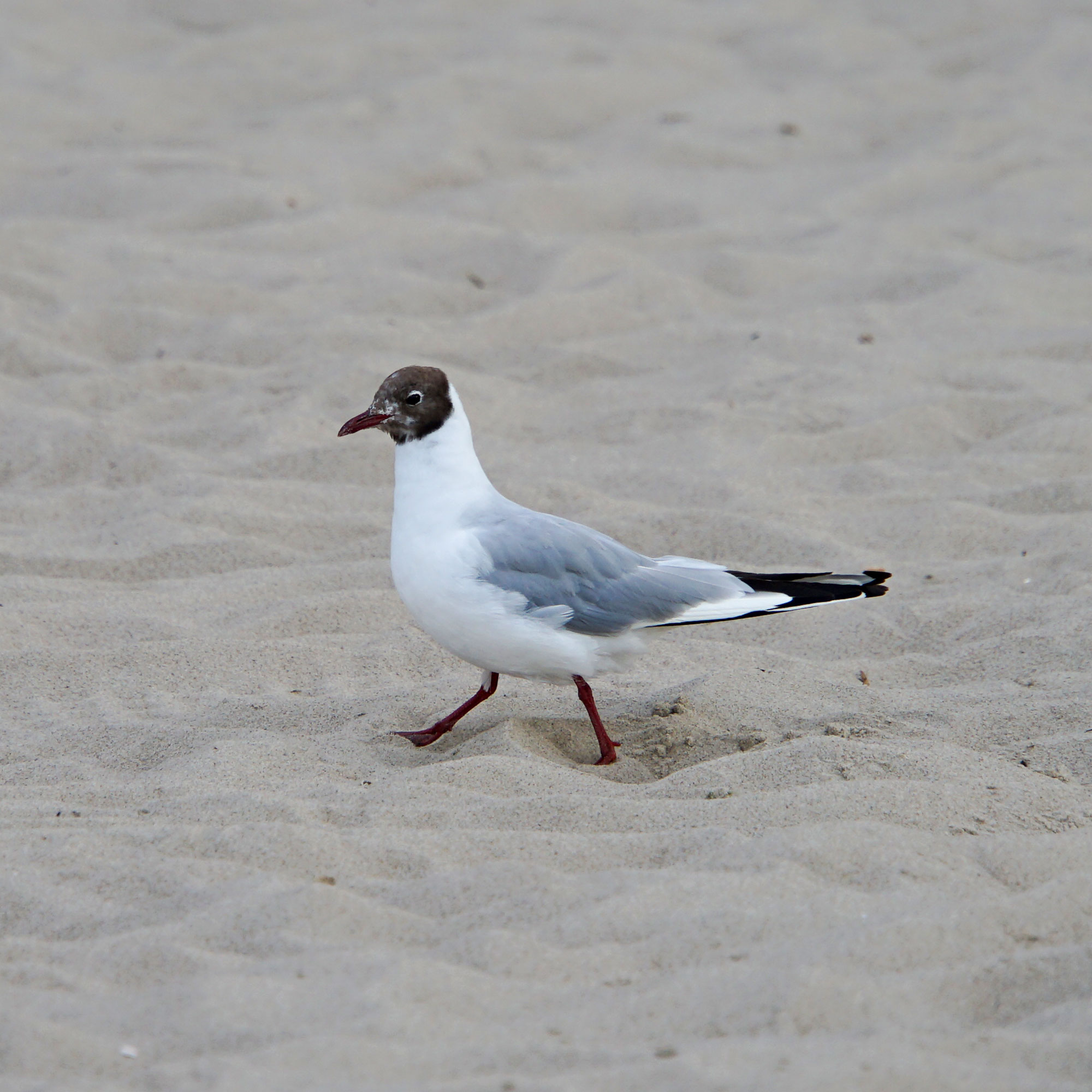 Insel Usedom www.die4hartwigs.de