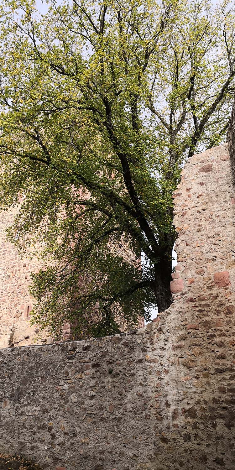 Kastelburg Waldkirch www.die4hartwigs.de