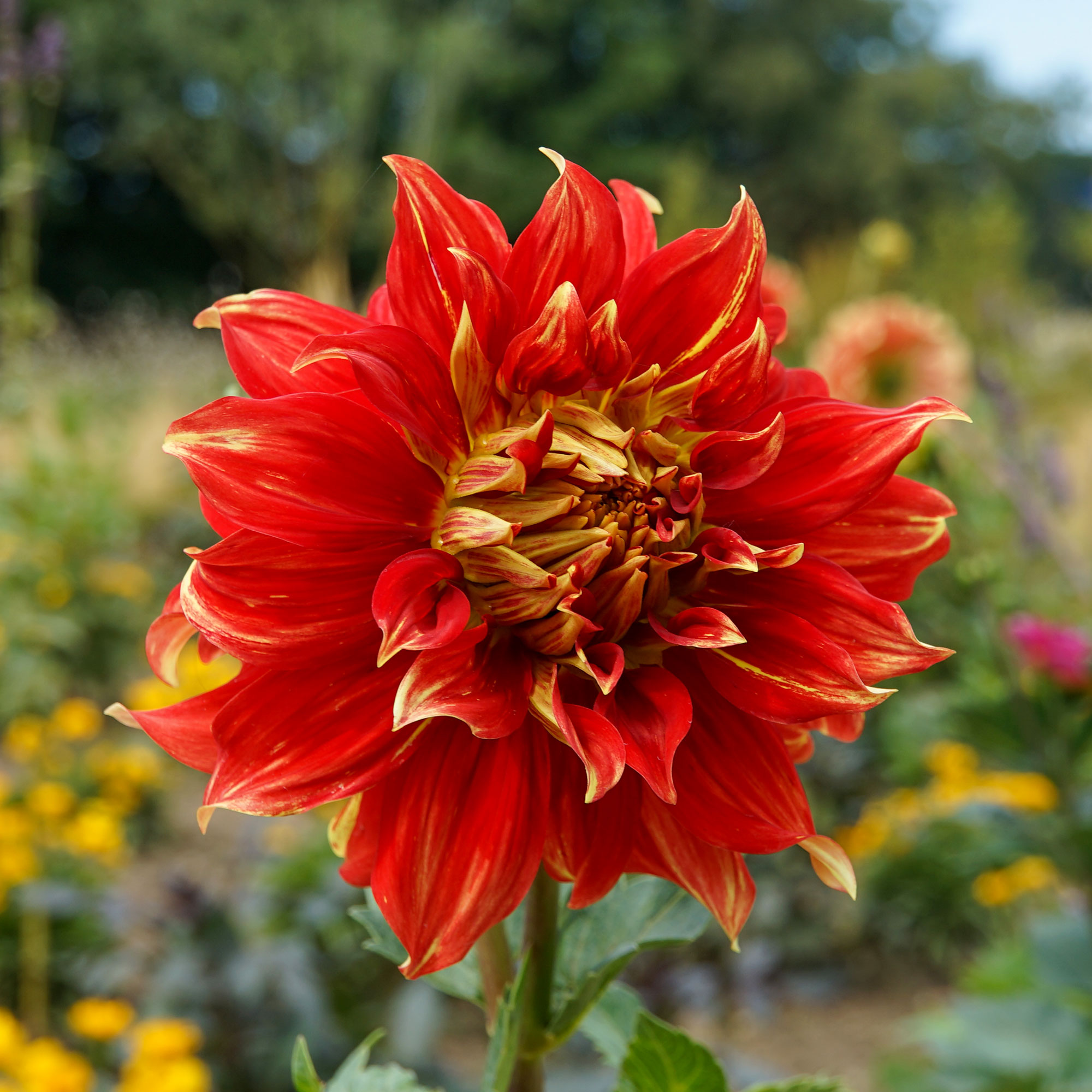 Landesgartenschau Beelitz 2022 www.die4hartwigs.de