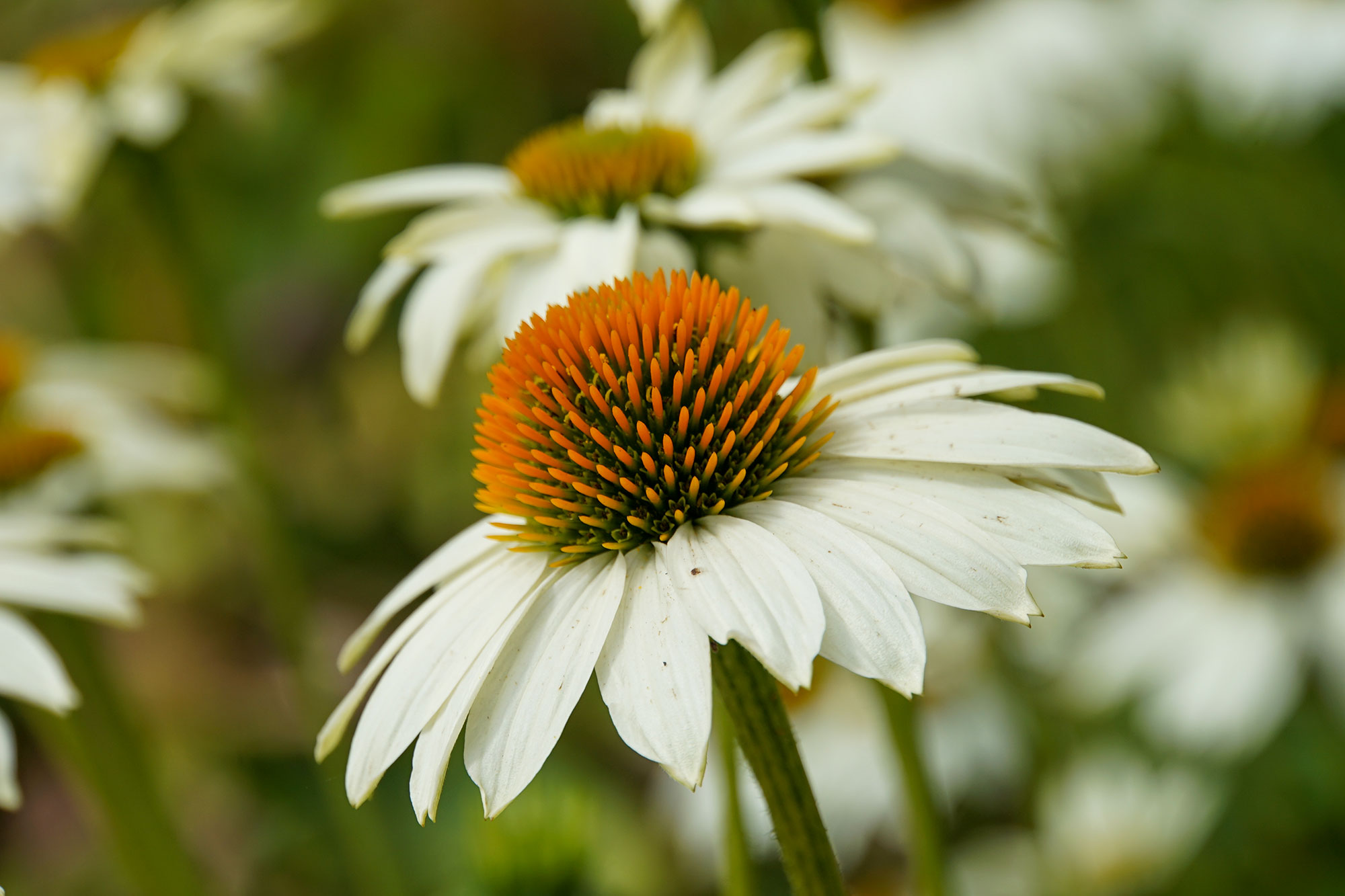 Landesgartenschau Beelitz 2022 www.die4hartwigs.de