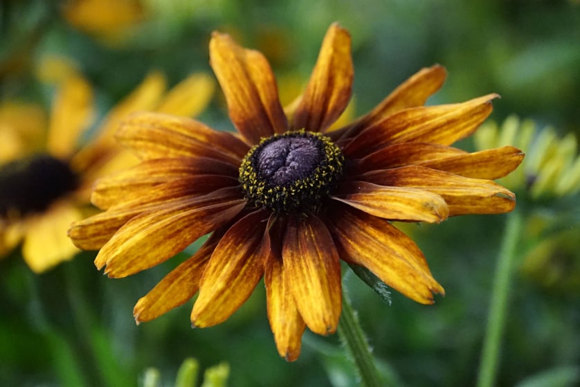 Landesgartenschau Beelitz www.die4hartwigs.de