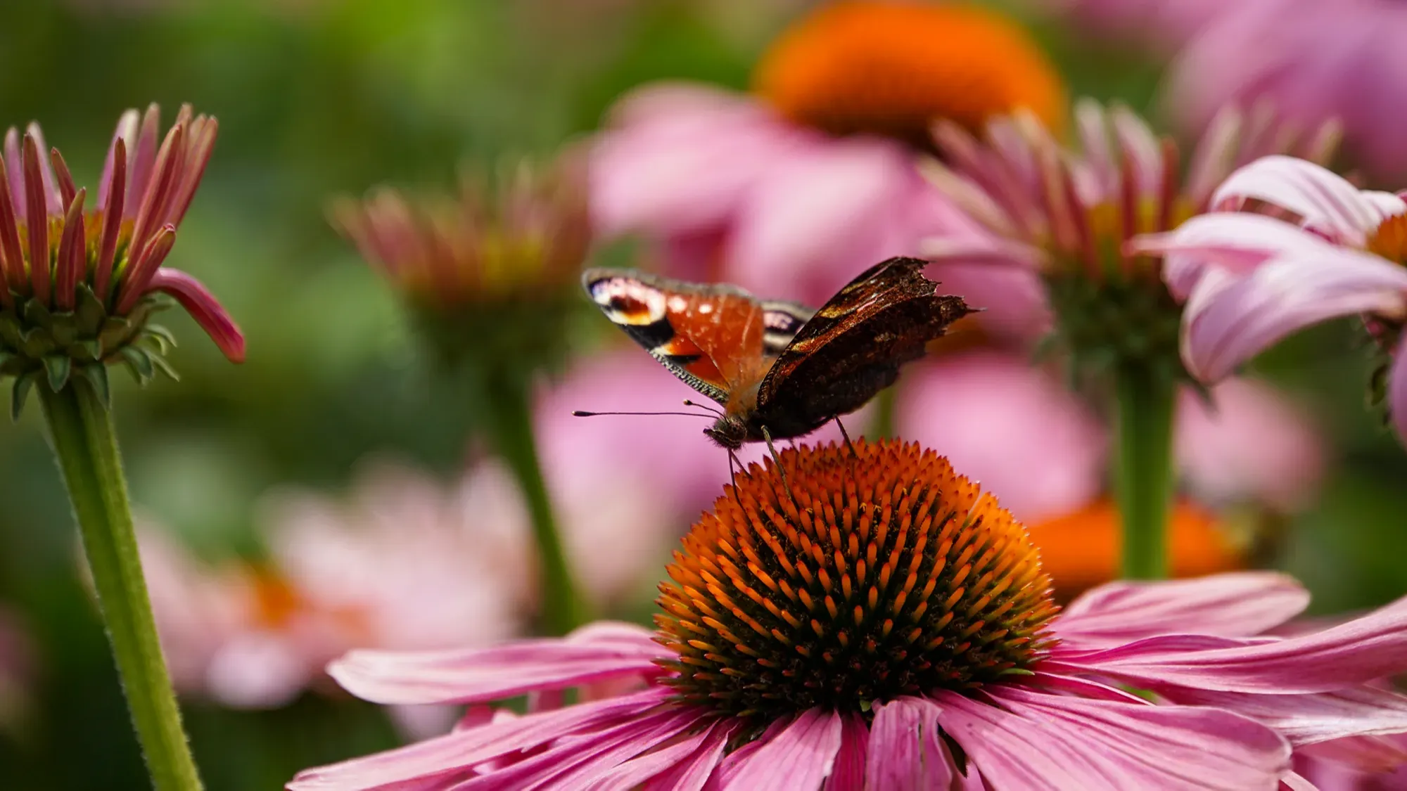 Landesgartenschau Beelitz www.die4hartwigs.de