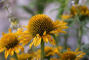 Landesgartenschau Beelitz 2022