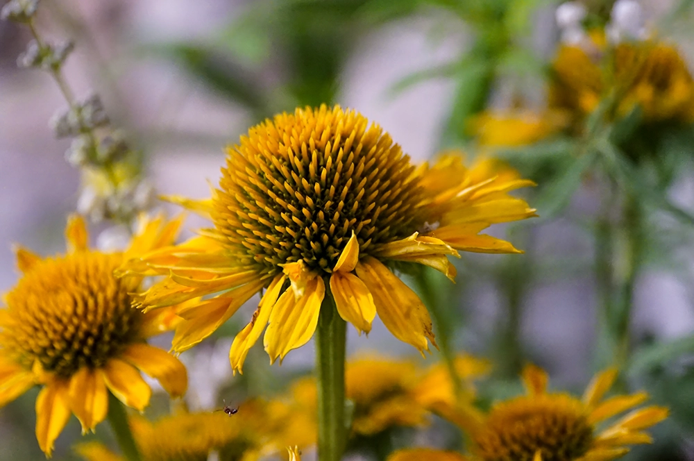 Landesgartenschau Beelitz www.die4hartwigs.de