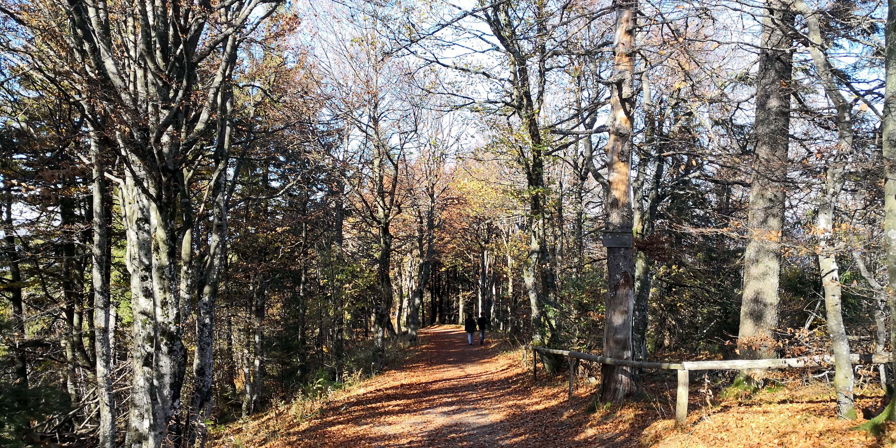 Schauinsland www.die4hartwigs.de