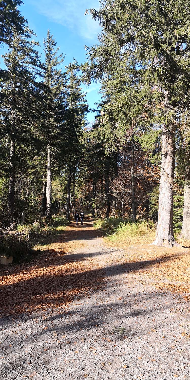 Schauinsland www.die4hartwigs.de